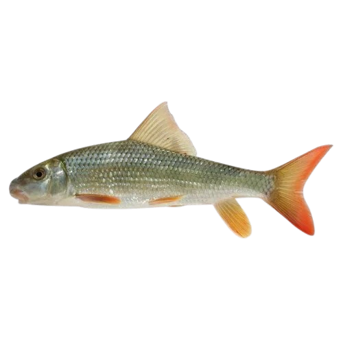 River fish