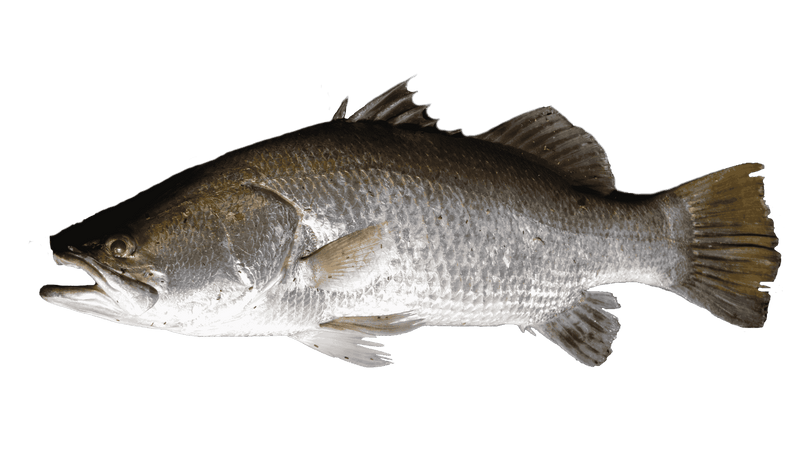 Freshwater fish