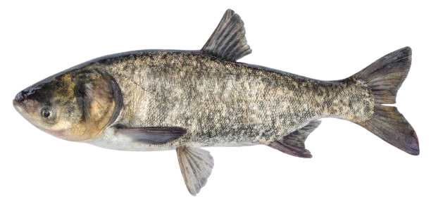 Haor Fish