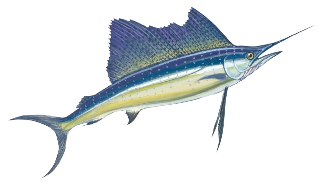 Sea FIsh