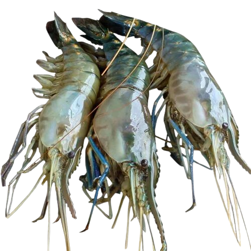 Cingri