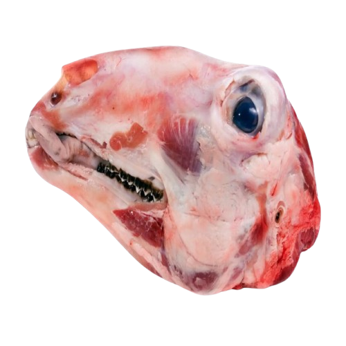 Mutton head whole-(মাটন হেড হোল)
