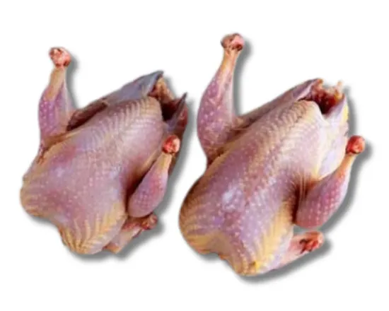 pigeon-(কবুতর)