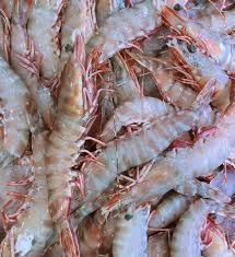 Sea tiger shrimp-(সি টাইগার শ্রিম্প)