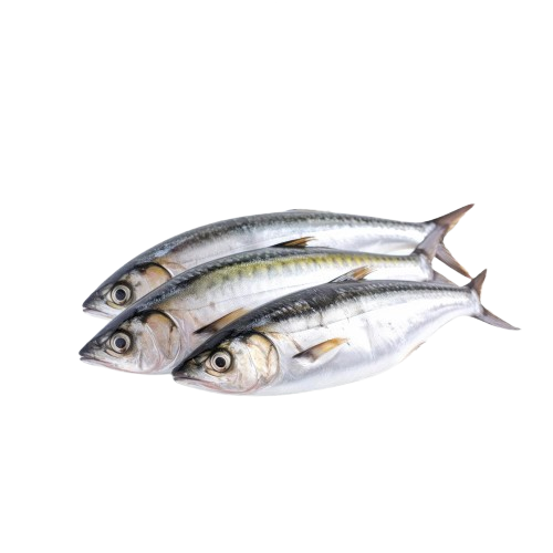 Mackerel/narkeli-(ম্যাকারেল / নারকেলি)