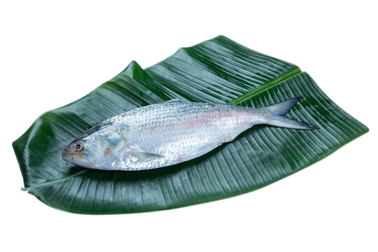 Hilsa