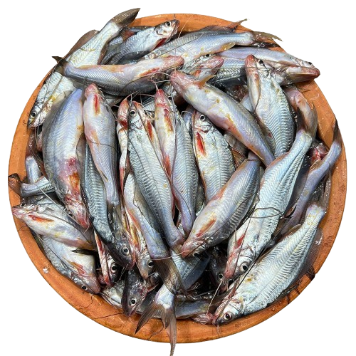 gulsa