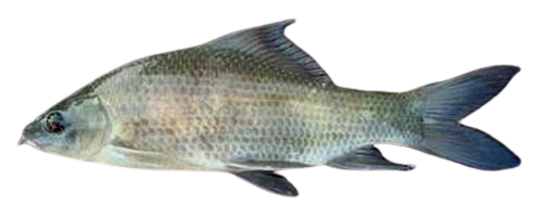 kalibaus