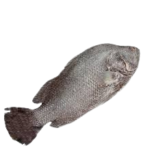 koi koral