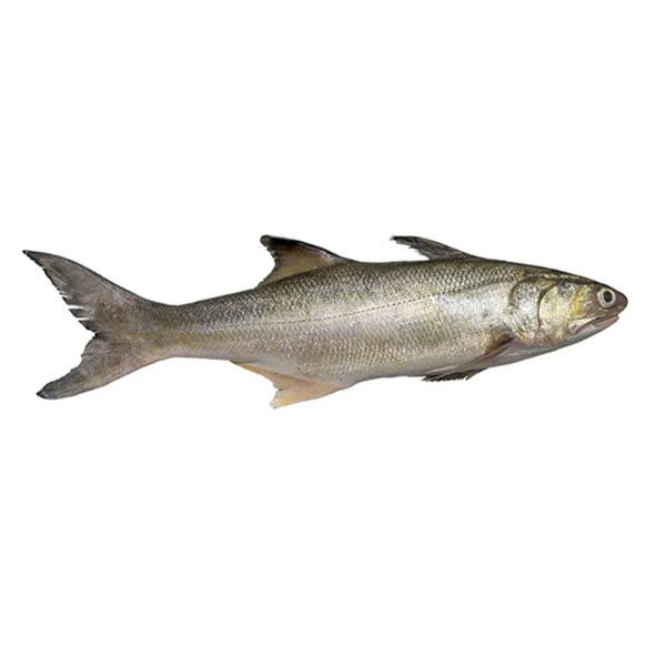 lakkha
